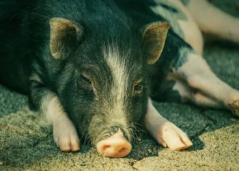 Nova pandemia? Coronavírus suíno pode infectar humanos