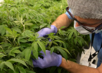 Ministério da Justiça pede que projeto que legaliza a maconha medicinal seja rejeitado