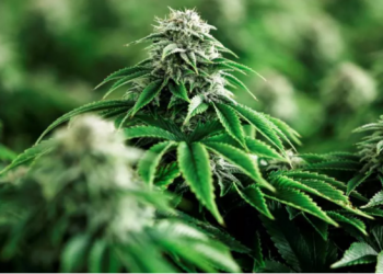 Distrito Federal/DF – Delegado é preso por plantação gourmet de maconha