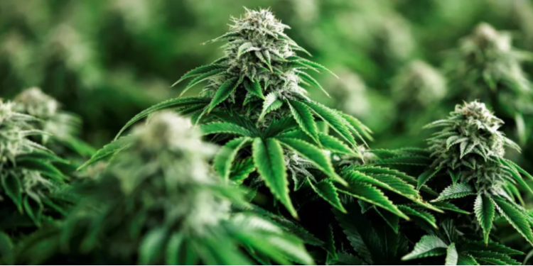 Distrito Federal/DF – Delegado é preso por plantação gourmet de maconha