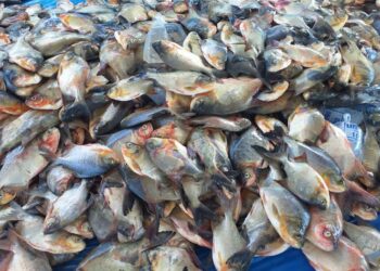 BACABEIRA/MA – ENTREGA DO PEIXE DA SEMANA SANTA