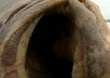 São Luís/MA – União, Estado e Município mantém fiscalização ambiental precária em polo industrial Itaqui Alumar.