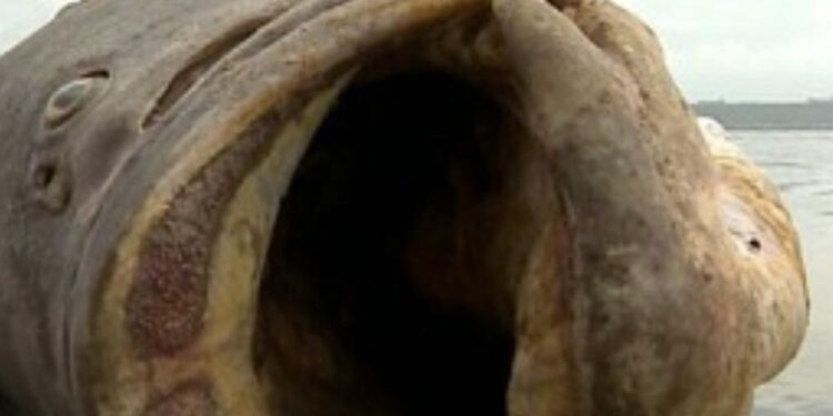 São Luís/MA – União, Estado e Município mantém fiscalização ambiental precária em polo industrial Itaqui Alumar.