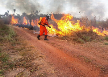 São Luís/MA – Corpo de Bombeiros já combateu 149 incêndios em vegetação na Grande Ilha em 2023
