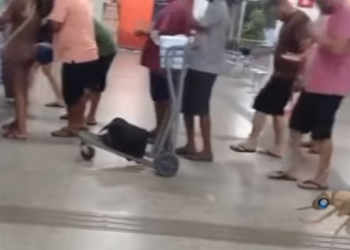 Alcântara/MA – Infestação de muriçocas no Cujupe