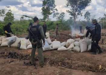 Grajaú/MA – Mais de 180 mil pés de maconha são eliminados com auxílio do CTA e Polícia Civil durante operação executada pela PF