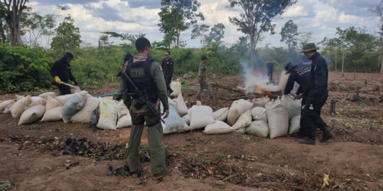 Grajaú/MA – Mais de 180 mil pés de maconha são eliminados com auxílio do CTA e Polícia Civil durante operação executada pela PF