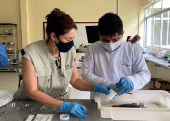 São Luís/MA – Descoberta de novas espécies de parasitos em peixes revela diversidade da vida aquática