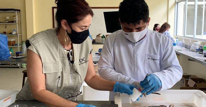 São Luís/MA – Descoberta de novas espécies de parasitos em peixes revela diversidade da vida aquática