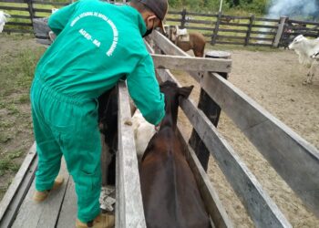 São Luís/MA – Aged-MA divulga os índices de vacinação contra febre aftosa da segunda etapa da campanha