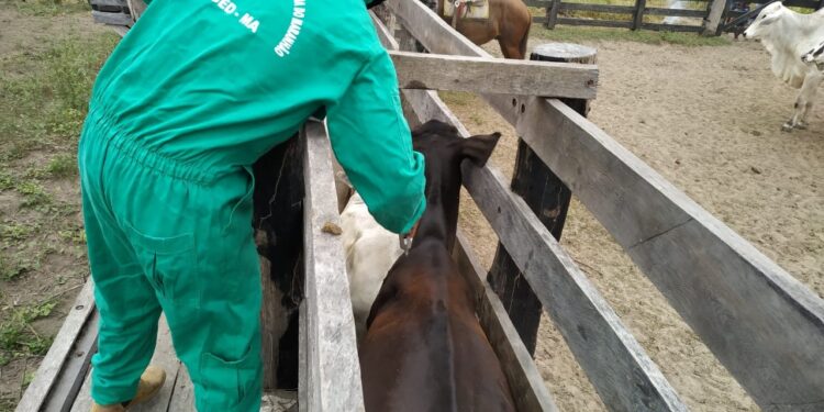 São Luís/MA – Aged-MA divulga os índices de vacinação contra febre aftosa da segunda etapa da campanha
