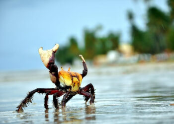 São Luís/MA – Período de defeso do caranguejo-uçá tem início nesta sexta-feira (12)
