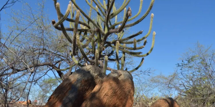 São Luís/MA – Seminário discute combate à desertificação e mitigação dos efeitos da seca