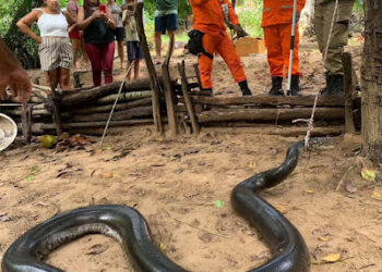 São Luís/MA – Sucuri de grande porte é capturada no interior do estado após ataques