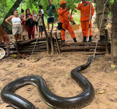São Luís/MA – Sucuri de grande porte é capturada no interior do estado após ataques
