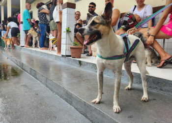 São Luís/MA – Cuidar de Todos “Saúde Animal” leva atendimentos para o Cohatrac