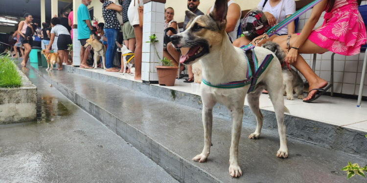 São Luís/MA – Cuidar de Todos “Saúde Animal” leva atendimentos para o Cohatrac