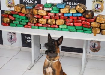 São Luís/MA – Segurança Pública do Maranhão enfraquece tráfico de drogas com apreensão de 110 kg de entorpecentes