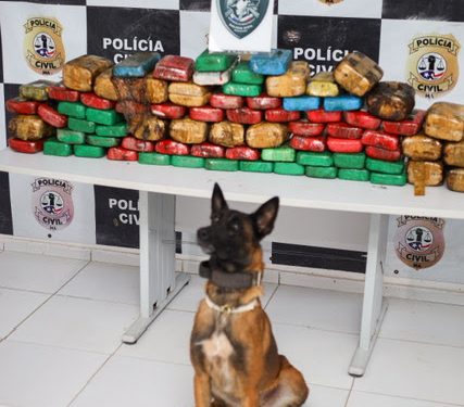 São Luís/MA – Segurança Pública do Maranhão enfraquece tráfico de drogas com apreensão de 110 kg de entorpecentes