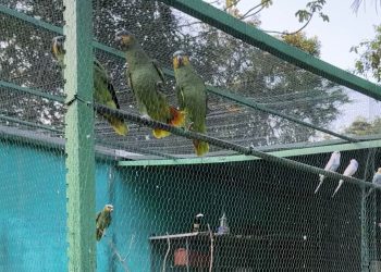 Bacabeira e Rosário/MA – Aves silvestres foram encontradas em propriedade de suspeito de homicídio preso na Operação Scarface, da Polícia Civil do Maranhão