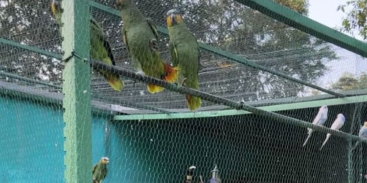 Bacabeira e Rosário/MA – Aves silvestres foram encontradas em propriedade de suspeito de homicídio preso na Operação Scarface, da Polícia Civil do Maranhão