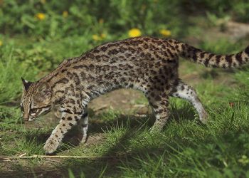 Plenário aprova PL que reconhece o gato-do-mato como espécie símbolo da biodiversidade do Maranhão