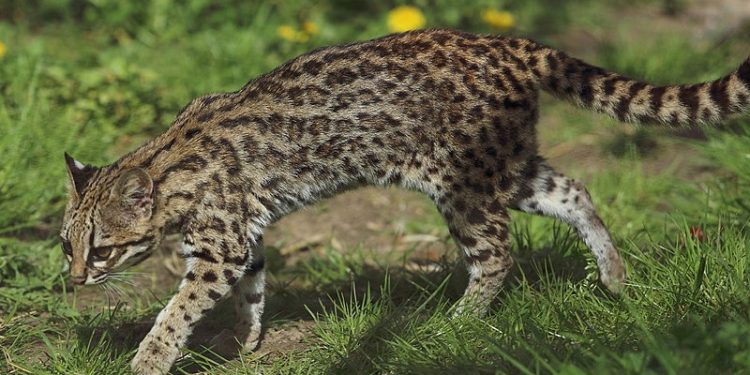 Plenário aprova PL que reconhece o gato-do-mato como espécie símbolo da biodiversidade do Maranhão